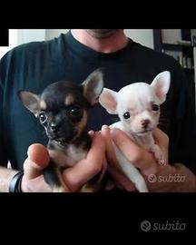 chiwawa Mini Toy  ciwawa ciuaua