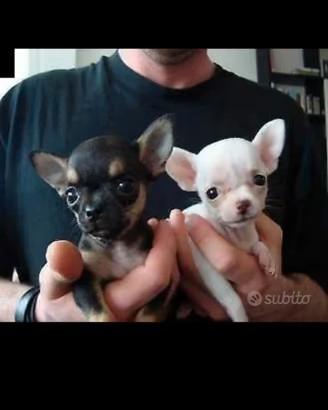 chiwawa Mini Toy  ciwawa ciuaua