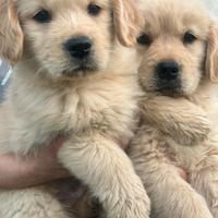 Cucciolata golden retriver