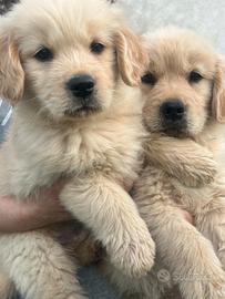 Cucciolata golden retriver