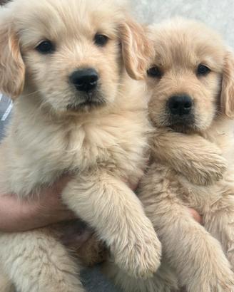 Cucciolata golden retriver