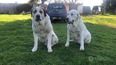 Pastore dell'Asia centrale