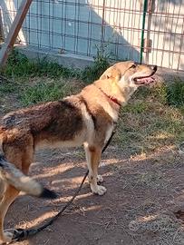 Cane cecoslovacco
