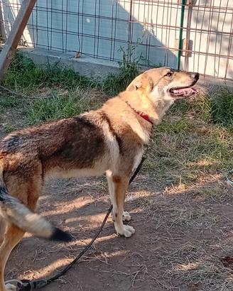 Cane cecoslovacco
