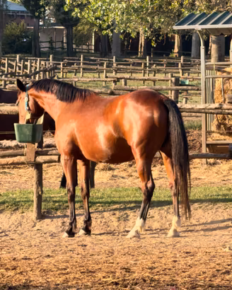 Cavalla di 13 anni