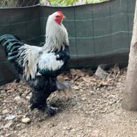 Splendido Gallo Brahma