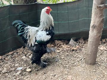 Splendido Gallo Brahma