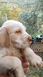 Cucciola Spinone Italiano