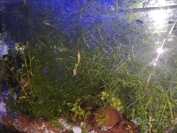 Pianta galleggiante acquario hornkraut