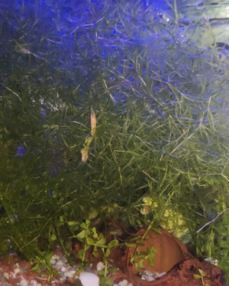 Pianta galleggiante acquario hornkraut