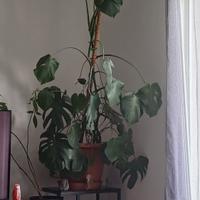 monstera 