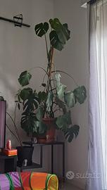 monstera 