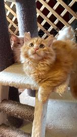 Cuccioli rossi siberiani certificati