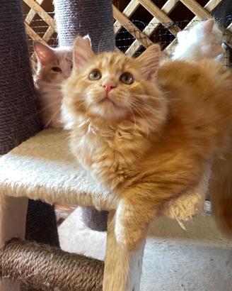 Cuccioli rossi siberiani certificati