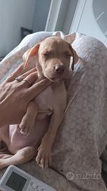Cucciolo Rednose 2 mesi