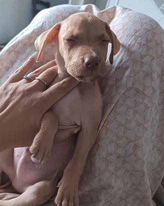 Cucciolo Rednose 2 mesi