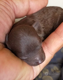 Barboncini nero Brown e champagne toy