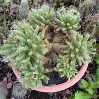 Cactus Pianta grassa mammillaria longimamma