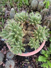 Cactus Pianta grassa mammillaria longimamma