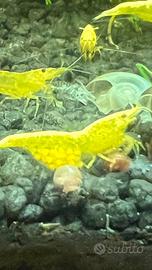 Caridine Yellow (Neocaridina davidi)
