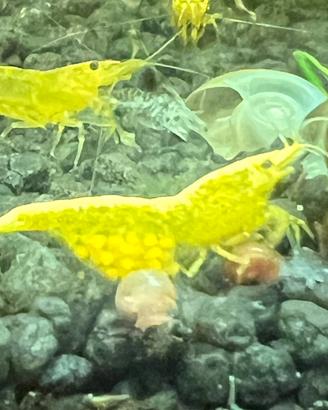 Caridine Yellow (Neocaridina davidi)