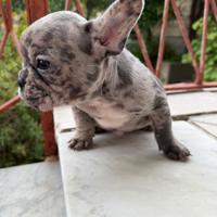 Cuccioli di Bulldog francese merle