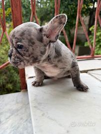 Cuccioli di Bulldog francese merle