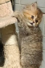 Gatto persiano