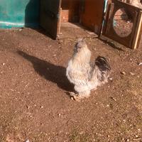 Gallo razza moroseta
