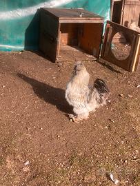 Gallo razza moroseta