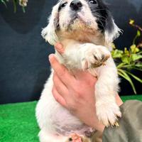 Disponibili cuccioli di setter inglese
