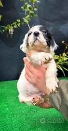 Disponibili cuccioli di setter inglese