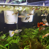 Guppy