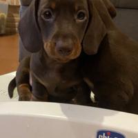 Cucciolo di bassotto nano