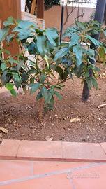 piante Miste
