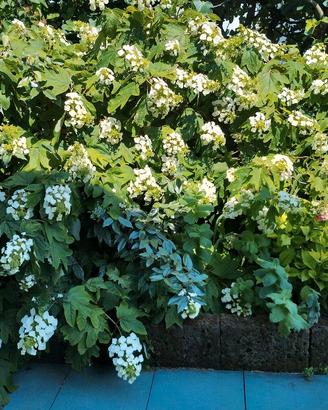 piante alte da Fiore x privacy