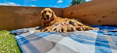 Cuccioli di Golden Retriever