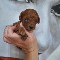 Barboncina mini toy red