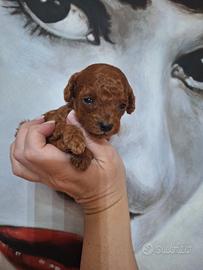 Barboncina mini toy red