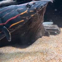 Mastacembelus erythrotaenia