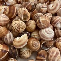 Gusci di escargot