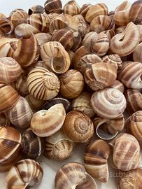 Gusci di escargot