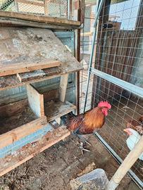 Gallo marans