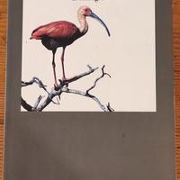 Konrad Lorenz - L'Etologia