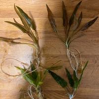 Piantine per acquari