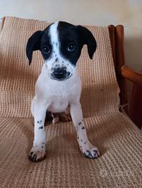 Cucciolo maschietto di breton