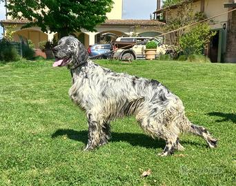 Setter Inglese Blu Belton per accoppiamento