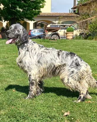 Setter Inglese Blu Belton per accoppiamento