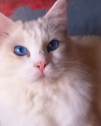 Dolcissimi ragdoll nati a Pasquetta