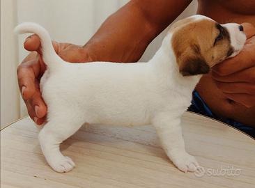 Jack Russell Terrier maschio pelo corto